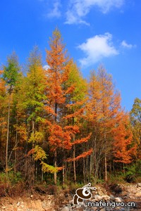 -荷兰国家队主场胜出，欧国联杯前景一片光明
